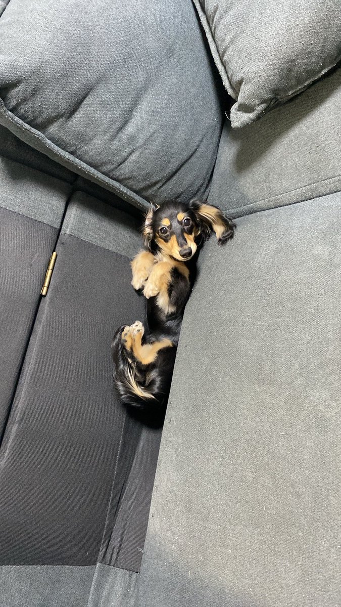 japan_alien's tweet photo. 相棒🐶 https://t.co/i4EOY6B1iJ