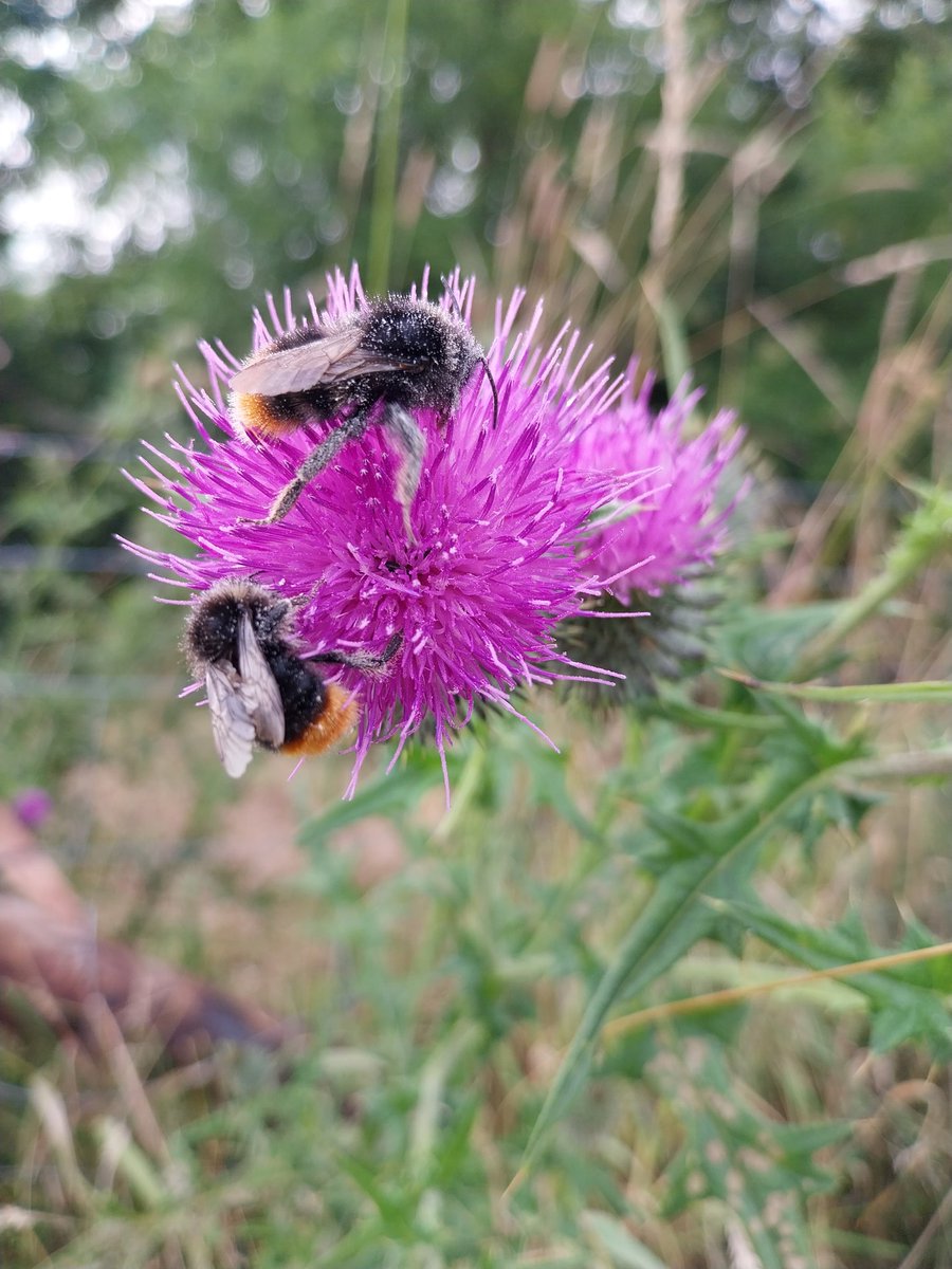 wictonfarm's tweet image. Our organic farm is home to hundreds of living species..... our priority is to make sure we look after and share it with them. #beesatwork  #nature