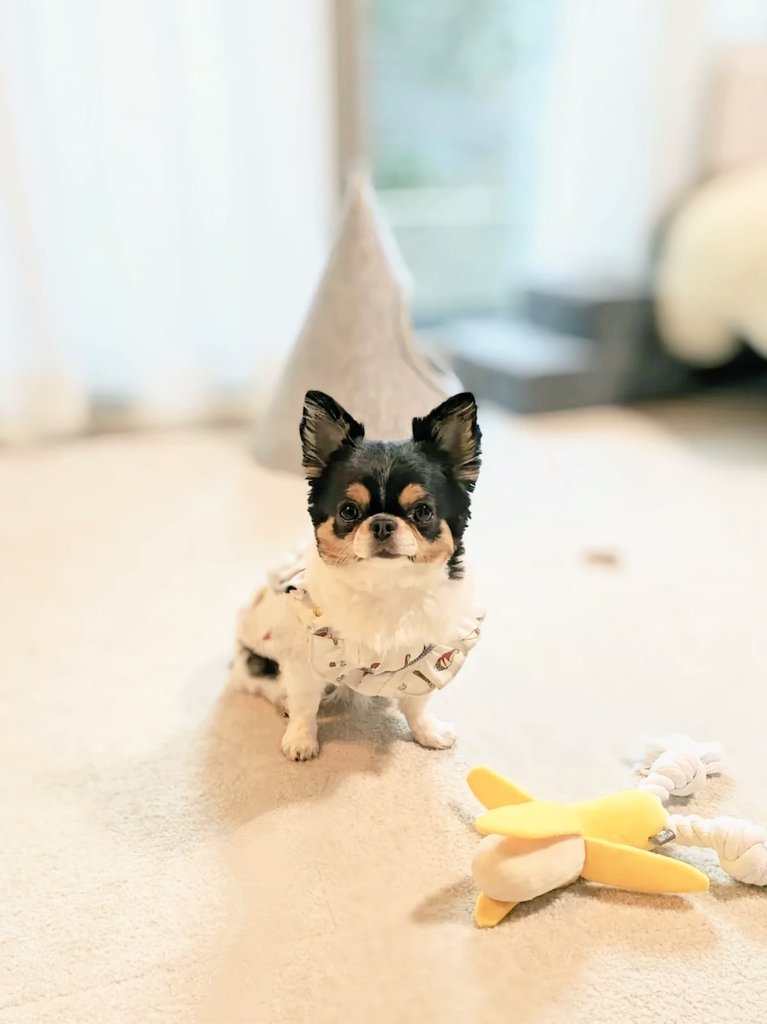 cancan05281's tweet photo. 髪切ったら可愛くなっちまった件❧
#チワワ
#チワワのいる暮らし
#chihuahualove https://t.co/kJpJgNu63r