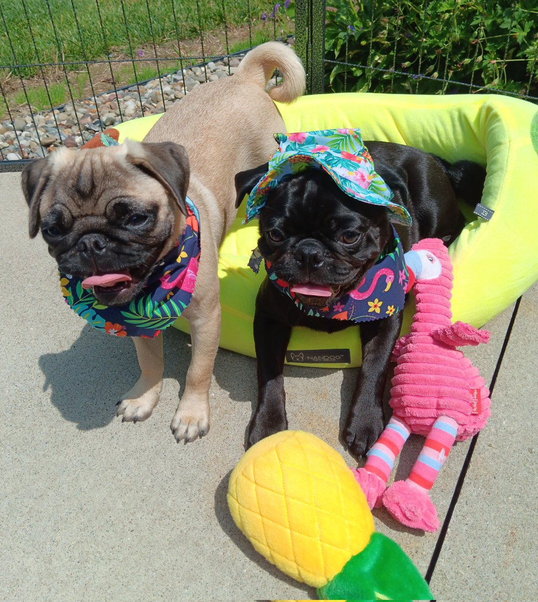mommasboymushu's tweet photo. We are starting August in a grand way. Today is a DOUBLE #TongueOutTuesday ๐๐! TOMORROW POST IS MUSHU'S GUESSING GAME๐ฅณ! Happy #TOT
#puglife #pugsoftwitter #pug #puppies #puppylove #dogoftwitter #tuesdayvibe #TOTX2 #TOTTT #August1st #SummerVibes #PositiveVibes https://t.co/iFsZiE0O5P