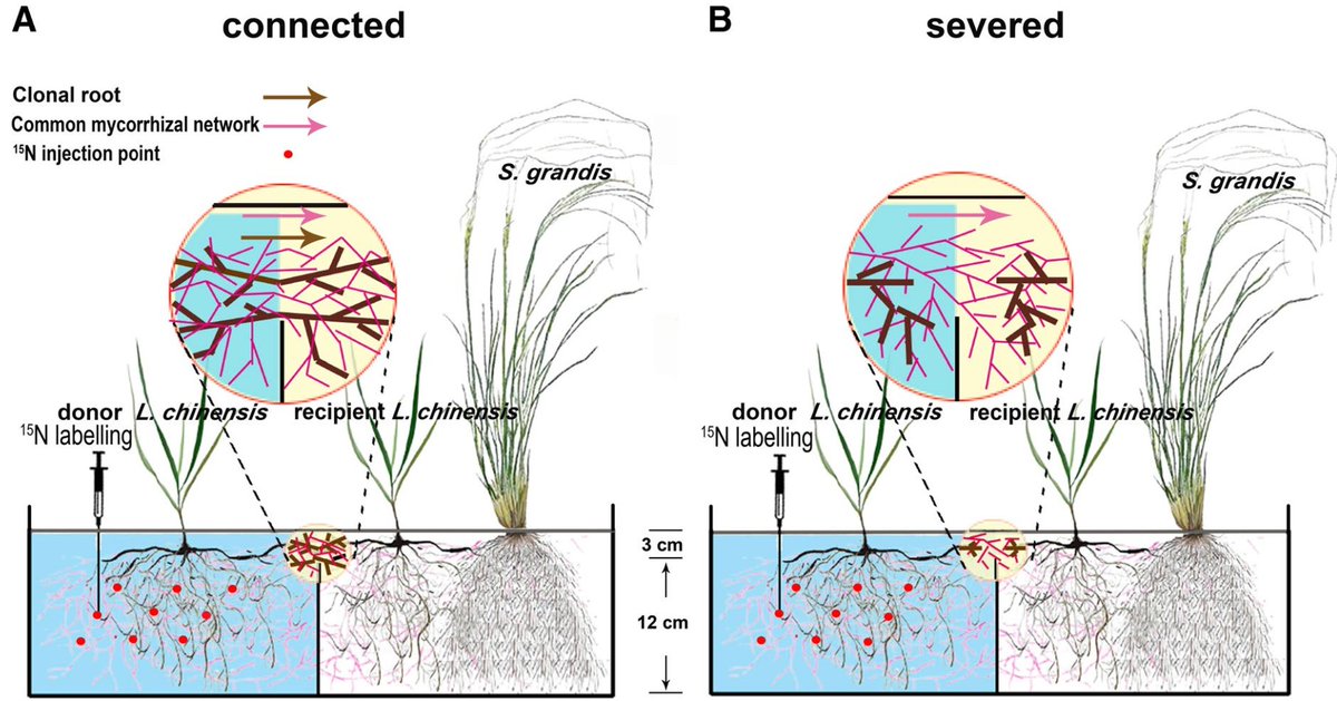 Yakov Kuzyakov . . . priming Soil Science (@ykuzyakov) on Twitter photo NEW in <a href="/plantandsoil/">Plant and Soil</a> ☀️
Clonal integration under heterogeneous #soil moisture increases plant biomass and nitrogen uptake 🌱
doi.org/10.1007/s11104…
#grasslands #Roots #rhizosphere #15N NEW in <a href="/plantandsoil/">Plant and Soil</a> ☀️
Clonal integration under heterogeneous #soil moisture increases plant biomass and nitrogen uptake 🌱
doi.org/10.1007/s11104…
#grasslands #Roots #rhizosphere #15N