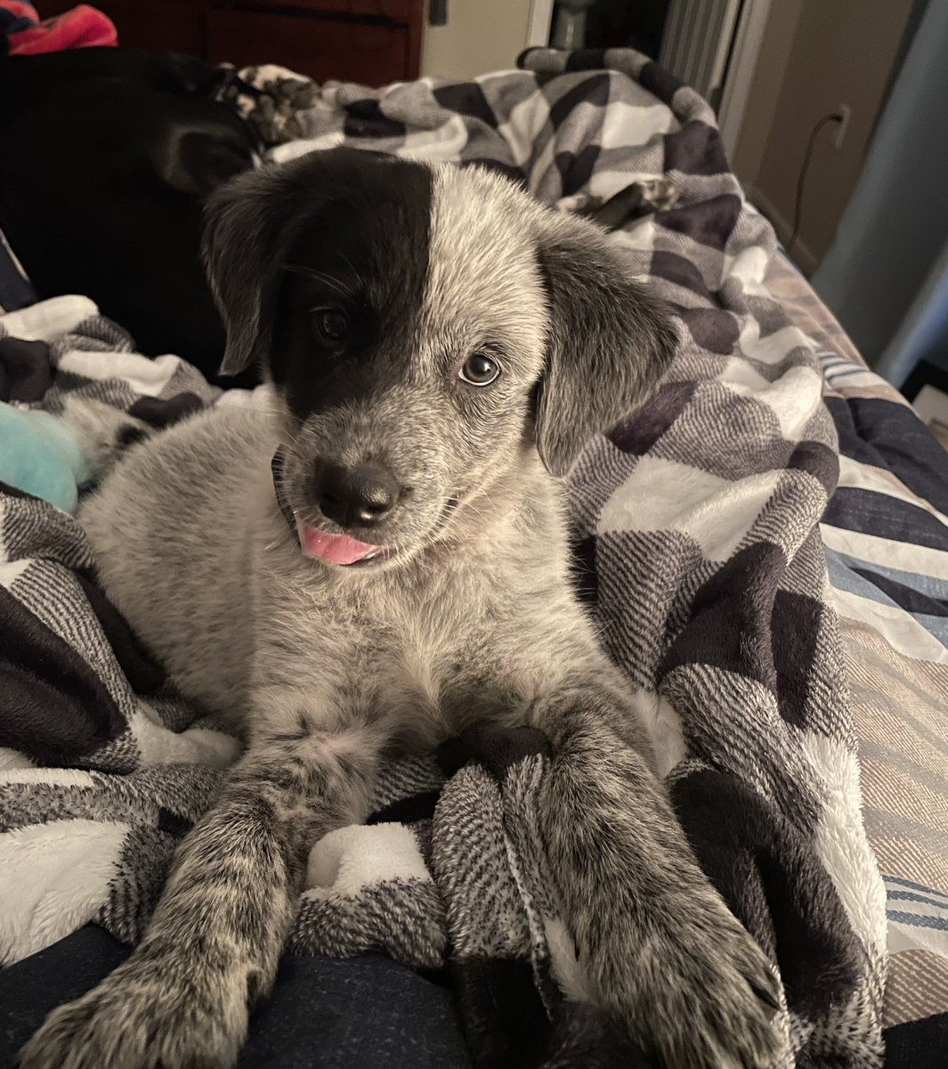 a_cordtiesus's tweet photo. @RyanBartlett Ah!  I am still hoping to get seen! Fourth grade teacher from Missouri, and I’m really just looking to clear the remaining books from my list. They are the Mark Twain Award Nominees for this school year! Miss Josey Wales says, look at me! 🐶 ❤️

https://t.co/FO15yVljhd https://t.co/lKsGRhH4QJ