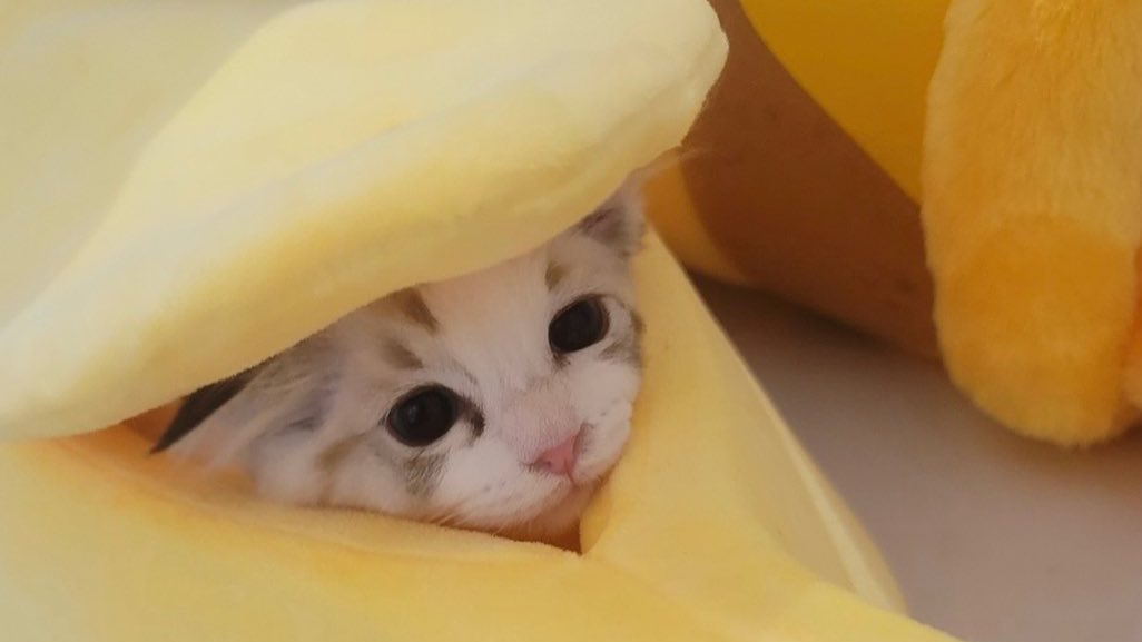 Jaemminr's tweet photo. @BANGCHANlM hey hyung, thank you for approaching me! talking about pets I just have 3 kids. meet Luna, Lucy, and Luke aka my kids https://t.co/aQffalaV6a