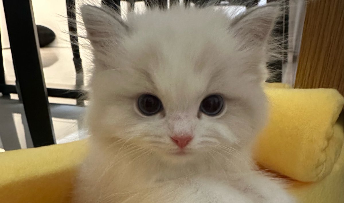 Jaemminr's tweet photo. @BANGCHANlM hey hyung, thank you for approaching me! talking about pets I just have 3 kids. meet Luna, Lucy, and Luke aka my kids https://t.co/aQffalaV6a