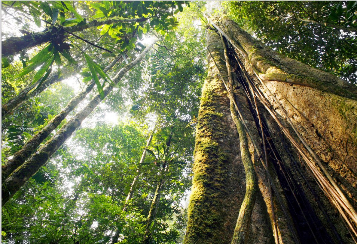 'Credits where they are not due.' New research @RFUK finds leading global  #CarbonOffsetting and #REDD+ schemes, backed by some of the world’s biggest polluters, are failing forests, people and the climate.

rainforestfoundationuk.org/wp-content/upl…