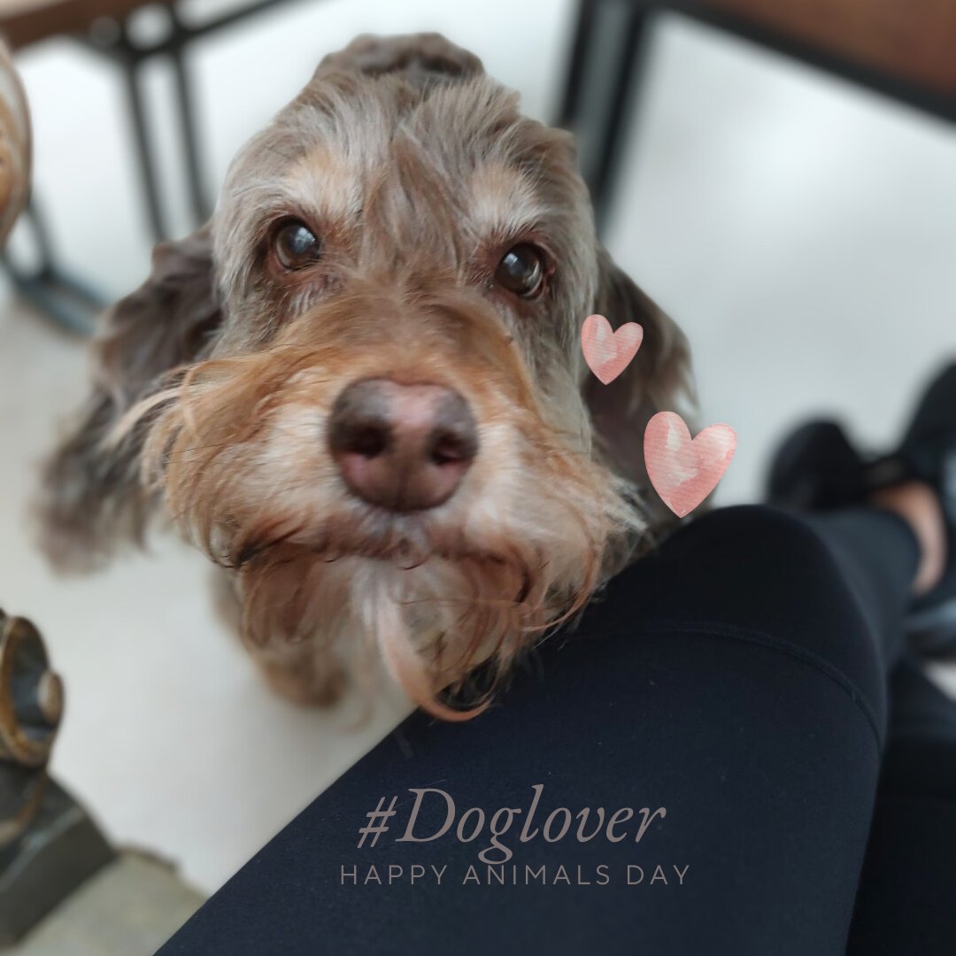 MorganaFit's tweet photo. π When the cutie you look after gives you that look π
#preciousmoments
Why are you πΆ not on the other side massaging my π£π??
#feetfethish #slave
#toocutenottoshare
#dog #doglover #animallover https://t.co/ntokSryzuq