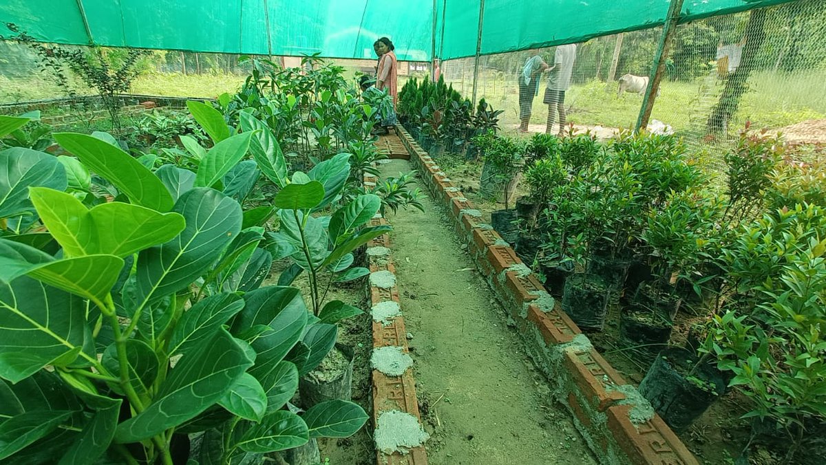 mbda_meghalaya's tweet photo. #SWGH DMPU team witnessed fantastic nursery progress at Nogorpara #VNRMC, home to diverse species like Mango, Jackfruit, Citrus and more. The team also conducted a fruitful FMP awareness program at Mandalgre Village, engaging 14 participants.#CLLMP https://t.co/m4x88meyti