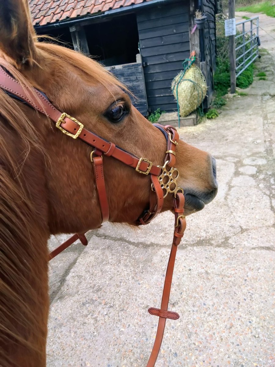 LazyponyES's tweet photo. More photos from our beautiful client πππππ
#lazyponyes #cavesson #leathercavesson #bitless #bitlessriding #hackamore https://t.co/mxuqdcYAqy