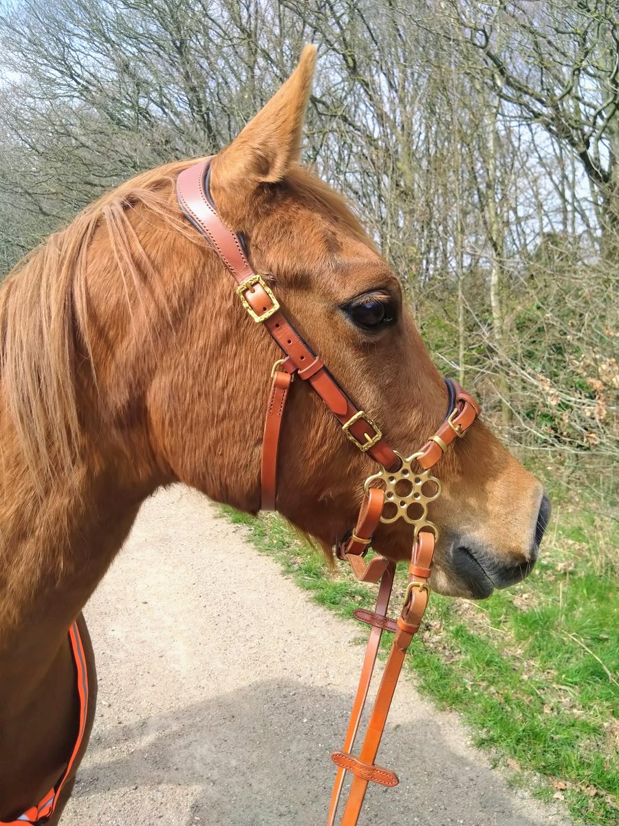 LazyponyES's tweet photo. More photos from our beautiful client πππππ
#lazyponyes #cavesson #leathercavesson #bitless #bitlessriding #hackamore https://t.co/mxuqdcYAqy
