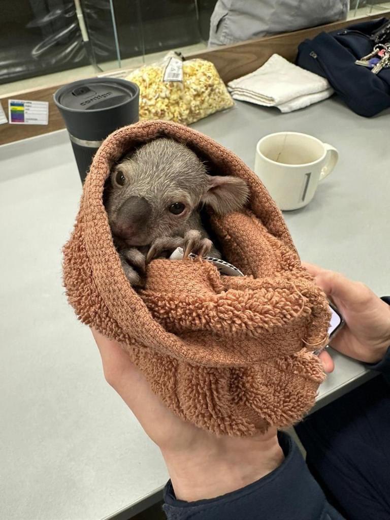 ctownkoala's tweet photo. Little Millie follow her story link  ⬇️ 

https://t.co/sbpNGp9jbv https://t.co/BGeOnItv4E