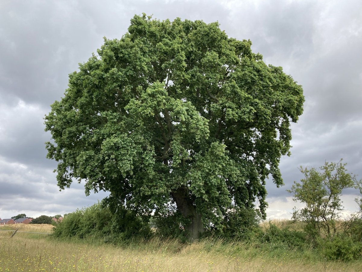 Amazing Oak #treetuesday #trees #thicktrunktuesday