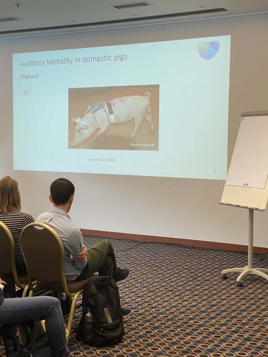 MariaRorvang's tweet photo. Auditory laterality in pigs and the emotional valence hypothesis by @LateraLiterally 
Monocular and monaural approaches combined with emotional conditioning allowed a non-invasive study of brain mechanisms in positive subtle emotions.
#isae2023 #positivewelfare https://t.co/mHqy72UVdx