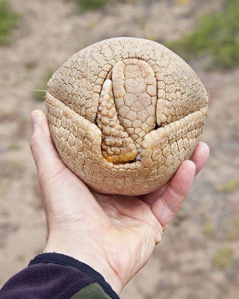 EnsedeCiencia's tweet photo. Lo que la evolución crea es simplemente espectacular 😯

Solo miren este armadillo enroscado. https://t.co/7kJfhq9t3s