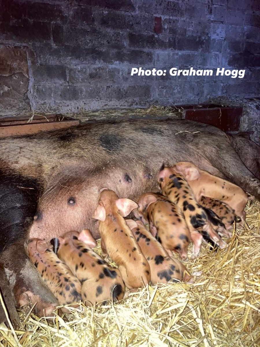 OxfordPig's tweet photo. June farrowings have surpassed the numbers from 2022 by 25%. The sale of pedigree breeding stock remains strong, the trend for processing #OSBPork is even higher.
Farrowings conducted both indoor and outdoor
197 Born = 22 Farrowings
109 Boars
88 Gilts
@FarmersGuardian #pig https://t.co/v0EeDjlq3H