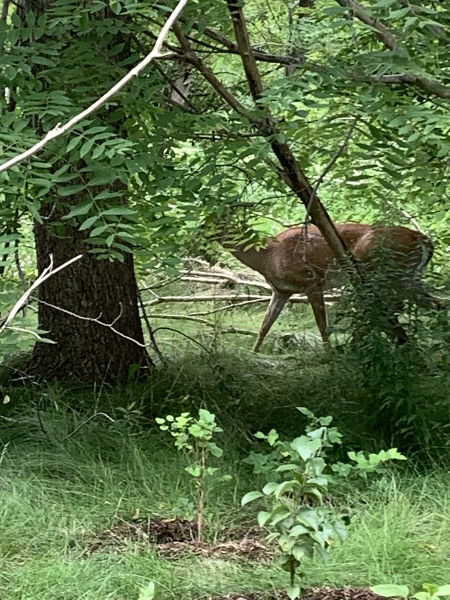 Deer spotted by <a href="/naturestewards/">Toronto Nature Stewards</a> in Raymore Park beside the Humber River.