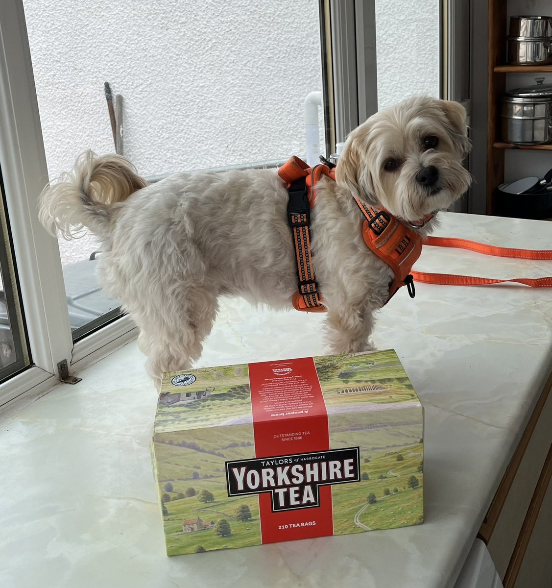 Yorkshire_Cat's tweet photo. @YorkshireTea Happy #YorkshireDay from a Yorkshire lass in Scotland.  Kira is ready to help out hikers up here or to be a stunt double for the four legged hero. https://t.co/UFA4zIWlcr