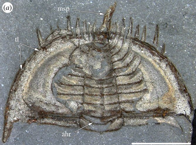 FossilRod's tweet image. Early olenellid #trilobites, like this Early #Cambrian Mummaspis ?muralensis from Alberta, Canada, could enroll - but not encapsulate. Complex interlocking mechanisms (and complete encapsulation) evolved by the #Ordovician. 

#TrilobiteTuesday Photo: dx.doi.org/10.1098/rsbl.2….