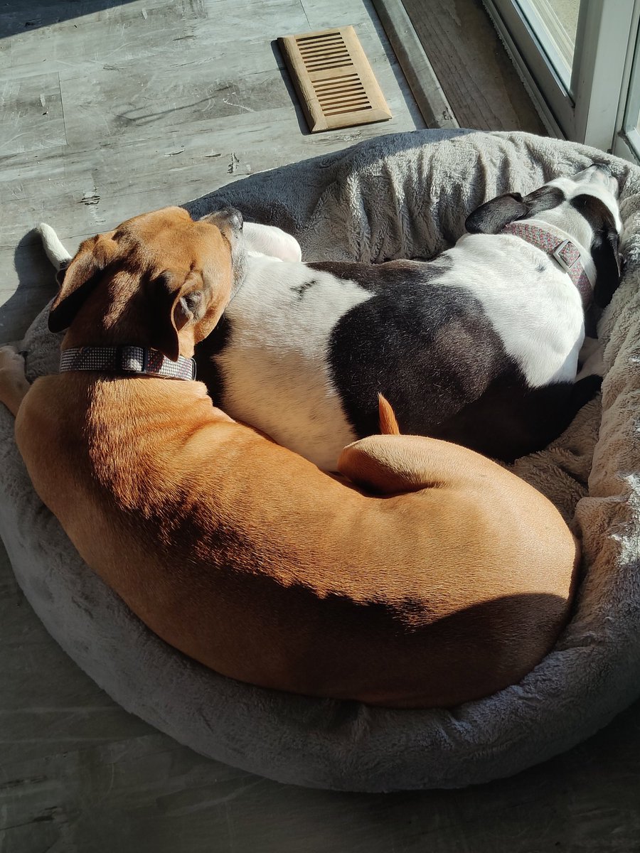 BethPlusBooks's tweet photo. @lindaholmes My snuggle-buns really blew me away yesterday with how much I wanted to crawl into their cuddle puddle rather than go to work. https://t.co/u57laTdTDX