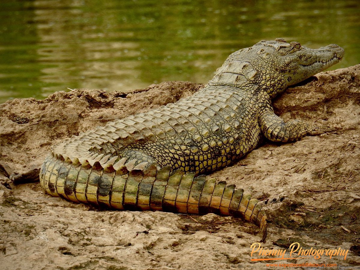 Some of the best moments on a boat cruise at Kazinga Channel, Queen Elizabeth National Park.
For your inquiries and bookings👇👇
info@expeditewildlifetours.com
WhatsApp: +256788649334
expeditewildlifetours.com

 #birdphotography #wildlifeplanet #travel #wildlifephotographer