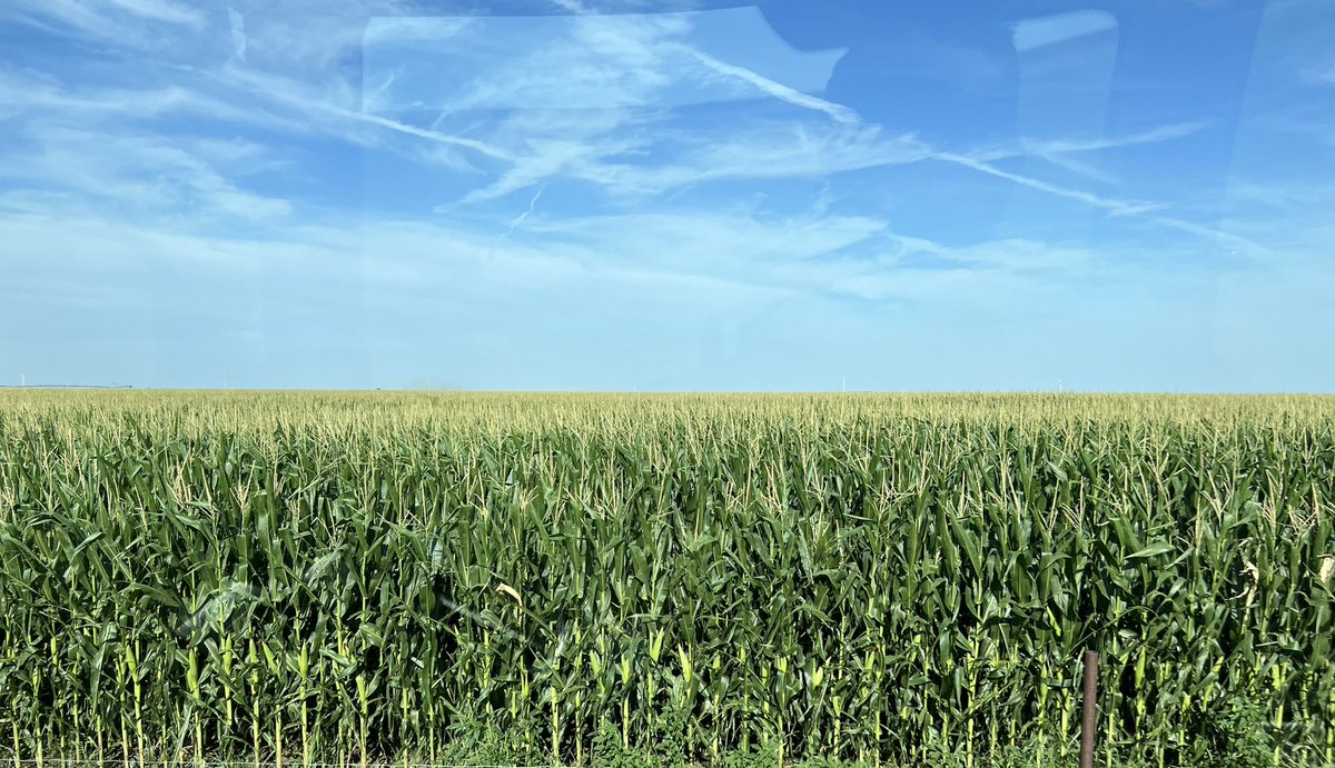 Tallest corn for us this year is this 107 day hybrid. AV8507AM. Upset a lot of test plot results last year too…<a href="/620Custom/">Nic Koehn</a>