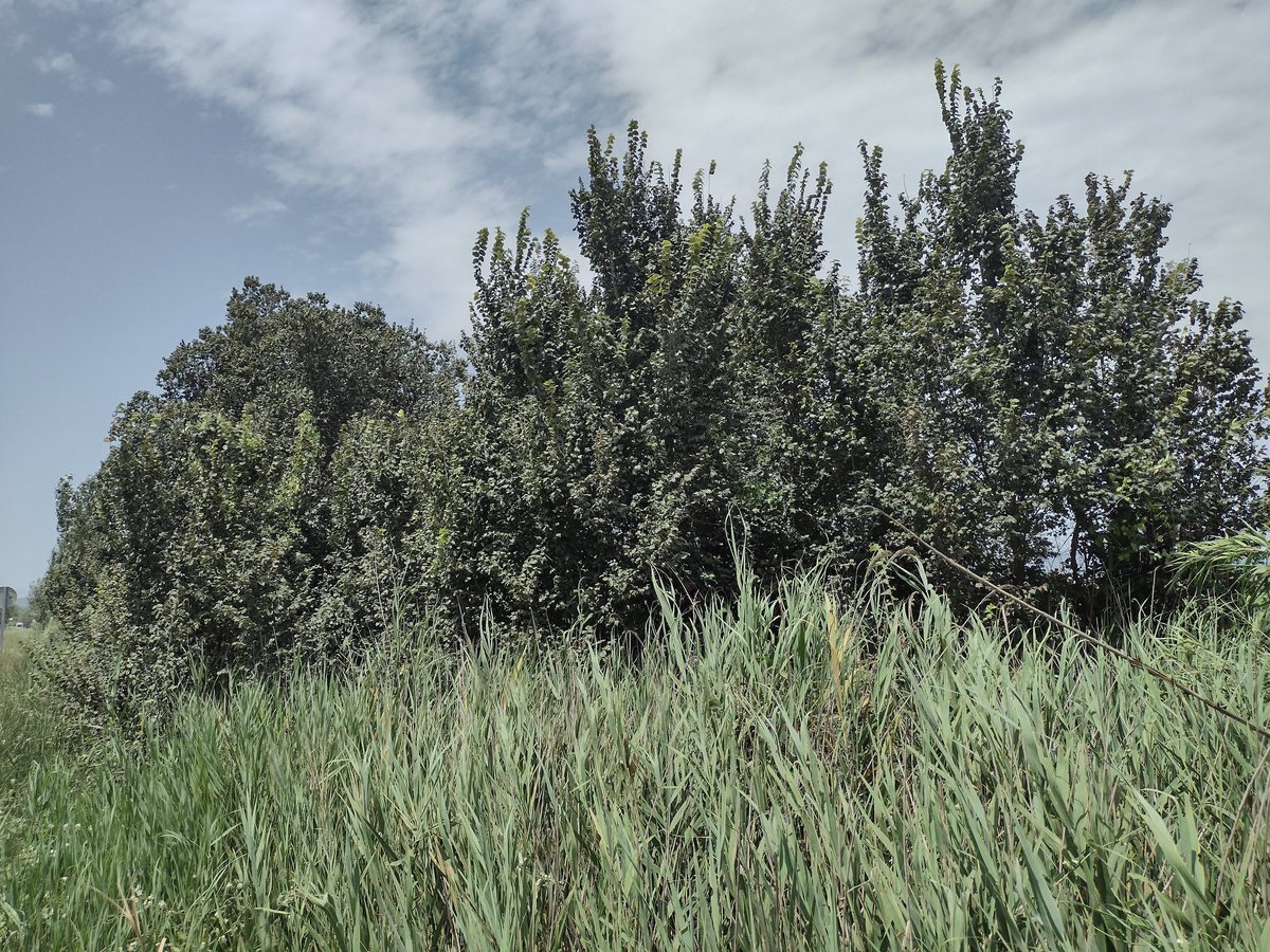 Formalitzem un acord de custòdia amb la Comunitat de Regants de l'Esquerra de l'Ebre. L'acord inclou una franja de bosc de ribera, part de la finca Escopeta al terme municipal de Camarles, per millorar l'estat de conservació d'aquest hàbitat escàs i degradat al Delta de l'Ebre.