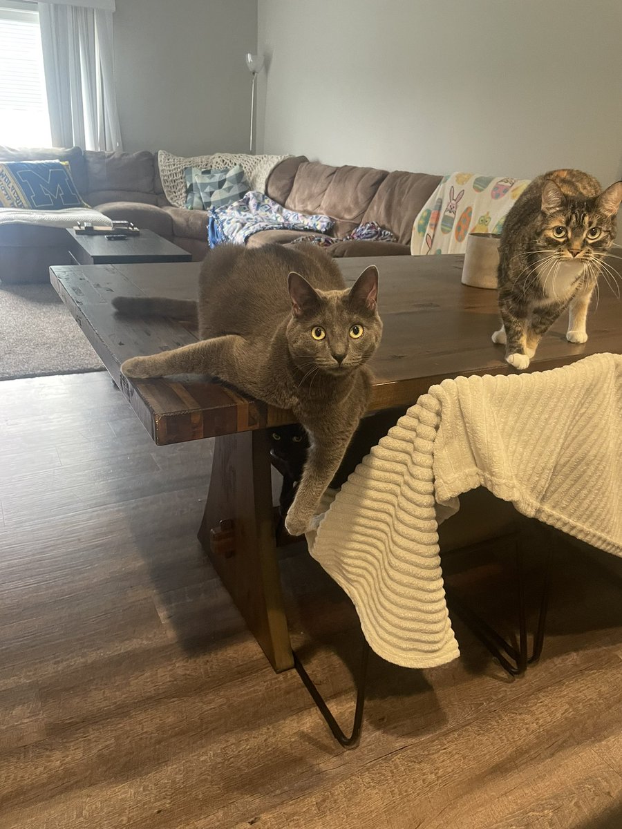 RiIeasy's tweet photo. @henselhannah He’s always up to something 😂 https://t.co/Q6vWvYvG3O