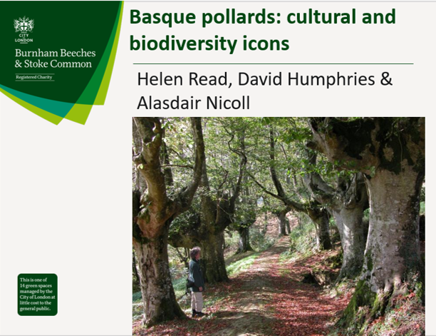 If you missed the Basque pollards webinar, you can watch it back here: ancienttreeforum.org.uk/news-blog/news… Thank you to all who took part in our spring/summer webinars this year.