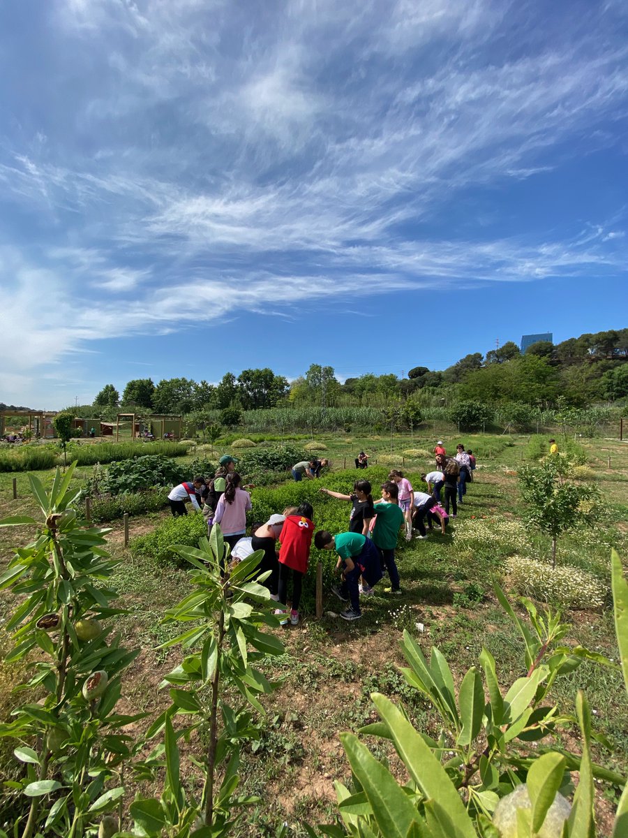 zeroco2bdv's tweet photo. 🌿 Les visites guiades al Jardí Municipal Agroecològic, continuaran al setembre coincidint amb la posada en marxa del curs escolar.
🌺 Contacteu-nos i us informarem!
☎️ 93 729 72 72
📩 jardiagroecologicbdv@nodusbarbera.cat

#barberadelvalles #zeroco2bdv #extraescolars https://t.co/TJvmBbkBHz