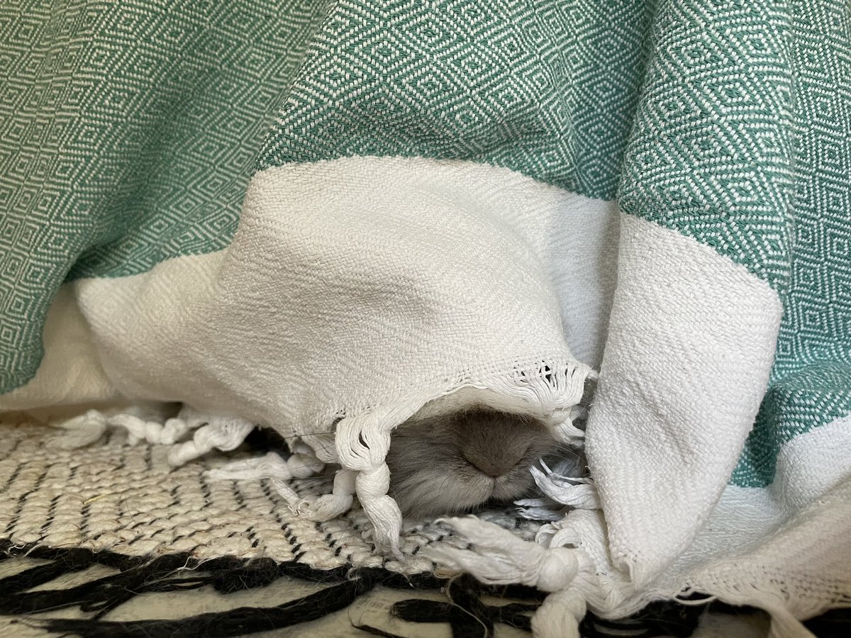 kaletherabbit's tweet image. Who dare interupt me . Im trying to slumber. Keep out!!