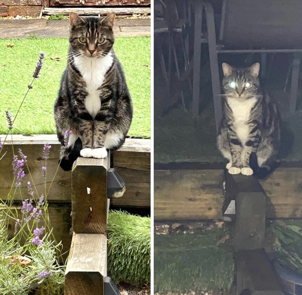 Ziggy Starpuss is now available in a solar powered edition. #cats #CatsOfTwitter #catsontwitter #catsx #ziggy #gardens #DavidBowie