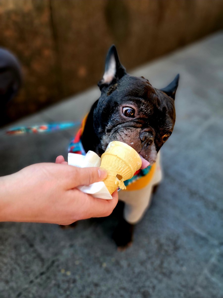 sunchasemoon's tweet photo. @rs_molloy This is Napoleon; he likes ice cream and making new friends :) https://t.co/kh0UcB8e8c