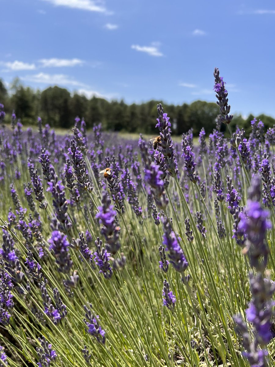 SarahLWLee's tweet photo. Just remembering my trip to the #lavender farm not too long ago — where the busy bees buzzed around and the gentle wind grazing each lavender petal, carrying its fragrance where ever it goes. Hope this photo and memory was as calming for you as it was for me today. https://t.co/EM1P2NuwTQ