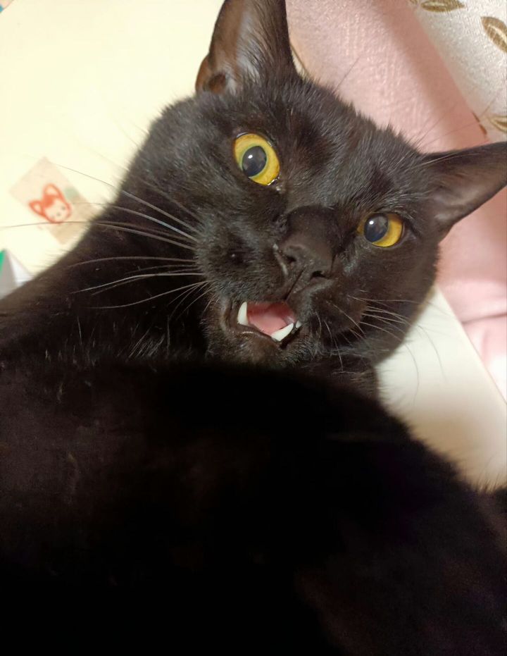 xiaonia02839784's tweet image. #tadashi
#菊池忠

omg……诧异*