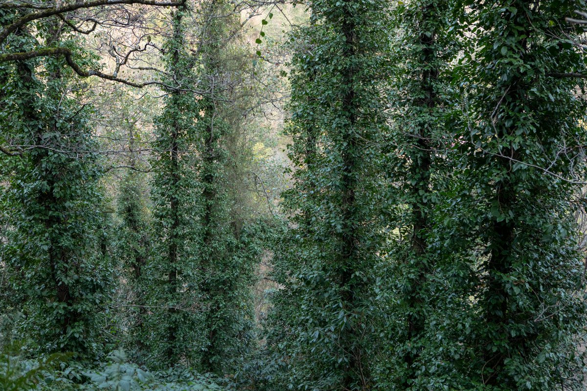 UNDPGeorgia's tweet photo. Discover Mtirala National Park, treasure trove of #biodiversity &amp; @UNESCO-protected Colchic forests!

To safeguard this magical ecosystem, we help promote ecotourism, conserve biodiversity &amp; empower local communities.

🇪🇺🇺🇳#ENPARD
@EUinGeorgia @AjaraGov

🔗https://t.co/QmwUp3R8Dw https://t.co/8vCqisgjV5