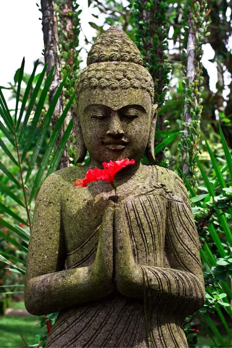 Buddha Project tweet media