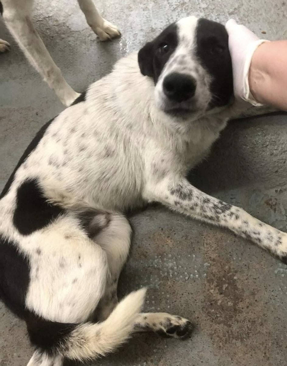 El piqui tiene 8 meses y vive en la perrera de carlos Casares 
Es un cachorro precioso con ganas de jugar, me gustaría que tenga una familia que lo quiera mucho. Esta castrado  
Lo llevamos a CABA y GBA
Rt por favor y muchas gracias