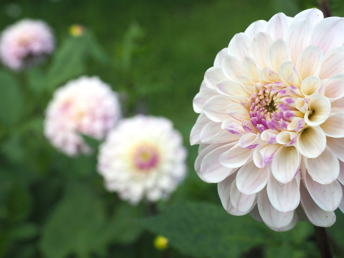 Rudens dārza karalienes – dālijas! botanika.lu.lv/par-mums/zinas…