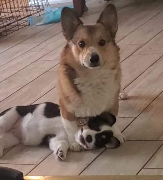 Corgi_Lover_s's tweet photo. I think I almost stumbled across a crime scene 😳 https://t.co/GsQ3WyWtDf