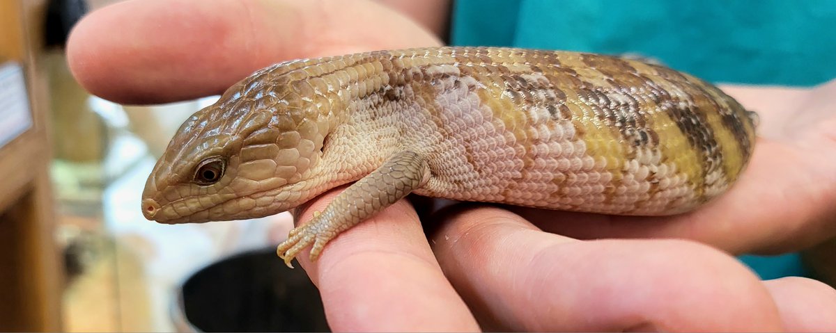 Some of my favourite Lizards in the shop! These guys are all so full of personality, I could sit and watch them for hours! If any of these beauties catch your eye, then reach out to the store team on 01604 753823 ext.2!
5 Star Animal License Number: AWL0025