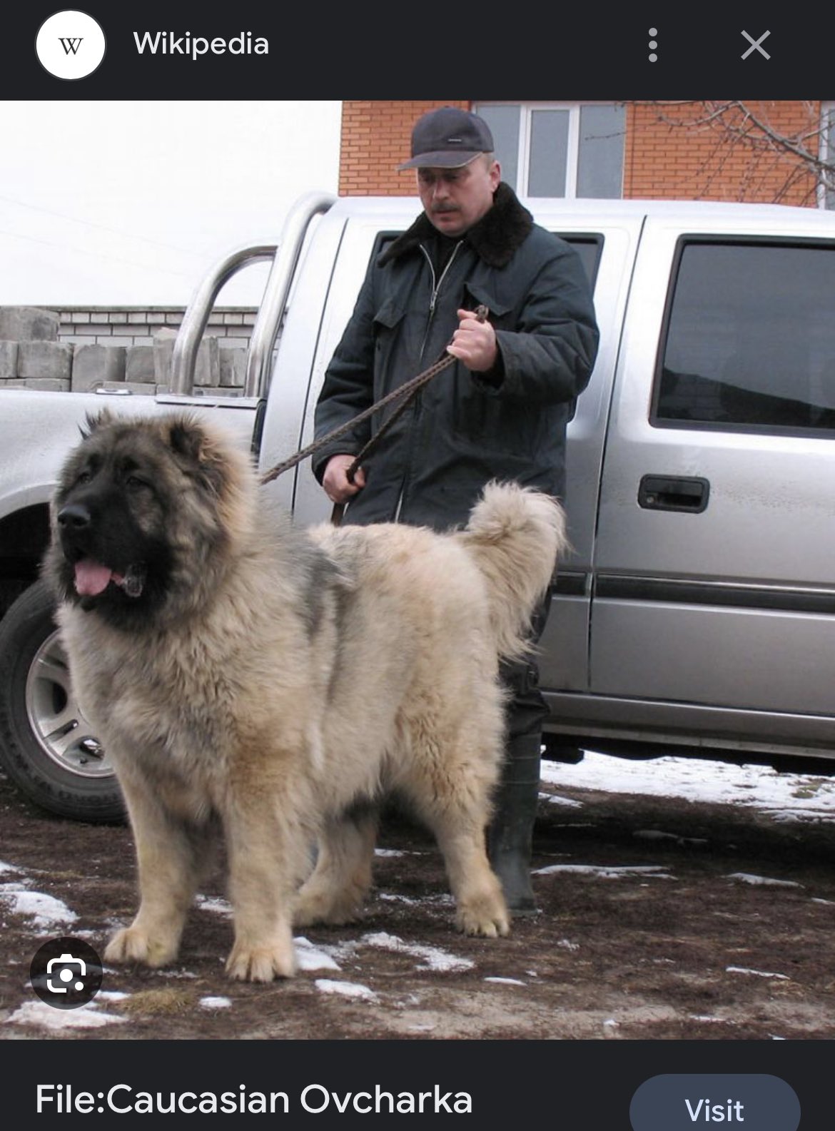 Caucasian hotsell ovcharka pictures