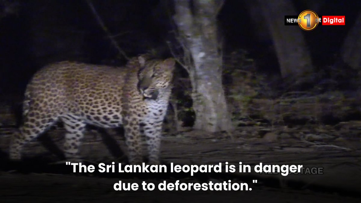 'The Sri Lankan leopard is in danger due to deforestation.'

Watch : youtu.be/G0wecHdRRaU

#news #newsfirst #news1st #localnews #srilankanews #latestnewsupdate #latestupdates #SLNews #NewsSL #SriLanka #SL #LKA #News1st #Lanka #Colombo #deforestation #SriLankanLeopard