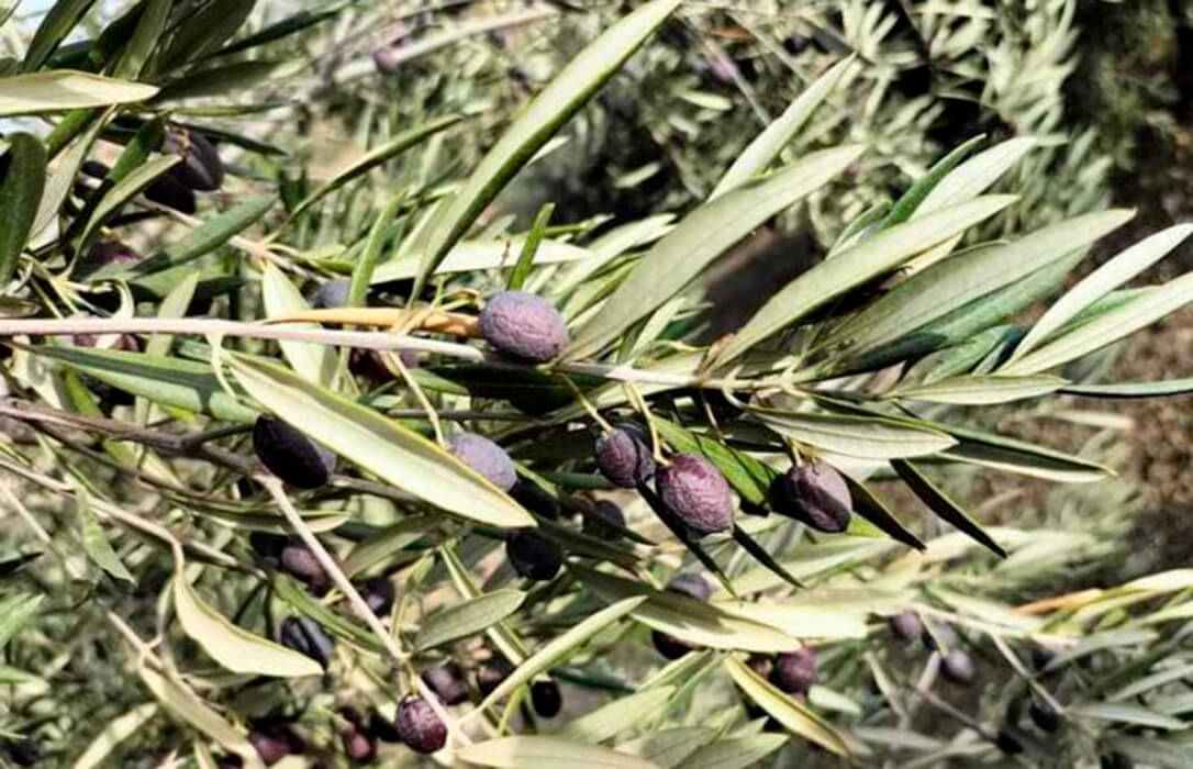 Sigue el enfado porque el olivar se queda  fuera de todas las ayudas por la sequía, a pesar de ser su segundo año  con una mínima cosecha
agroinformacion.com/sigue-el-enfad…