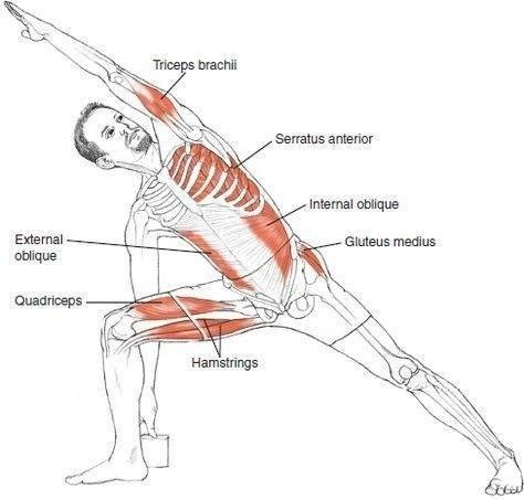KochiMethod24's tweet photo. Often times the liver is involved as well when the spleen and stomach isn't functioning very well.

The energy from the liver supports the spleen and stomach function, so when the energy from it stagnates you get more irritable, prone to anger and worry too deeply. https://t.co/0XuhfYRueC