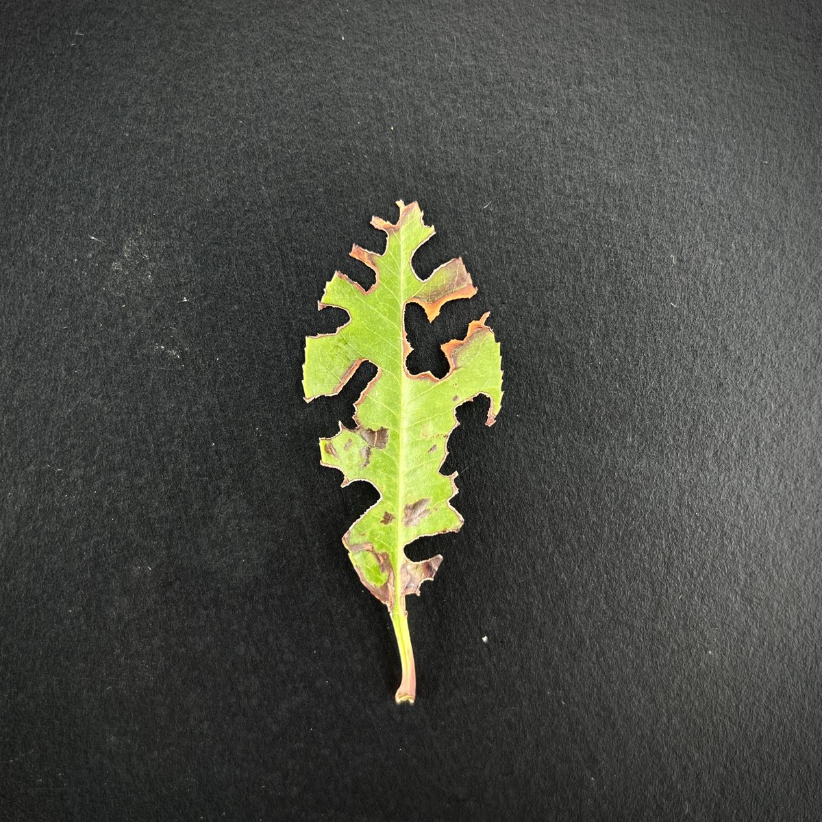 BenjaminAdroit's tweet photo. People's leaf expectations vs. my leaf reality. ππ
#PlantInsectInteractions #NatureUnfiltered https://t.co/5aAWVkLbFT