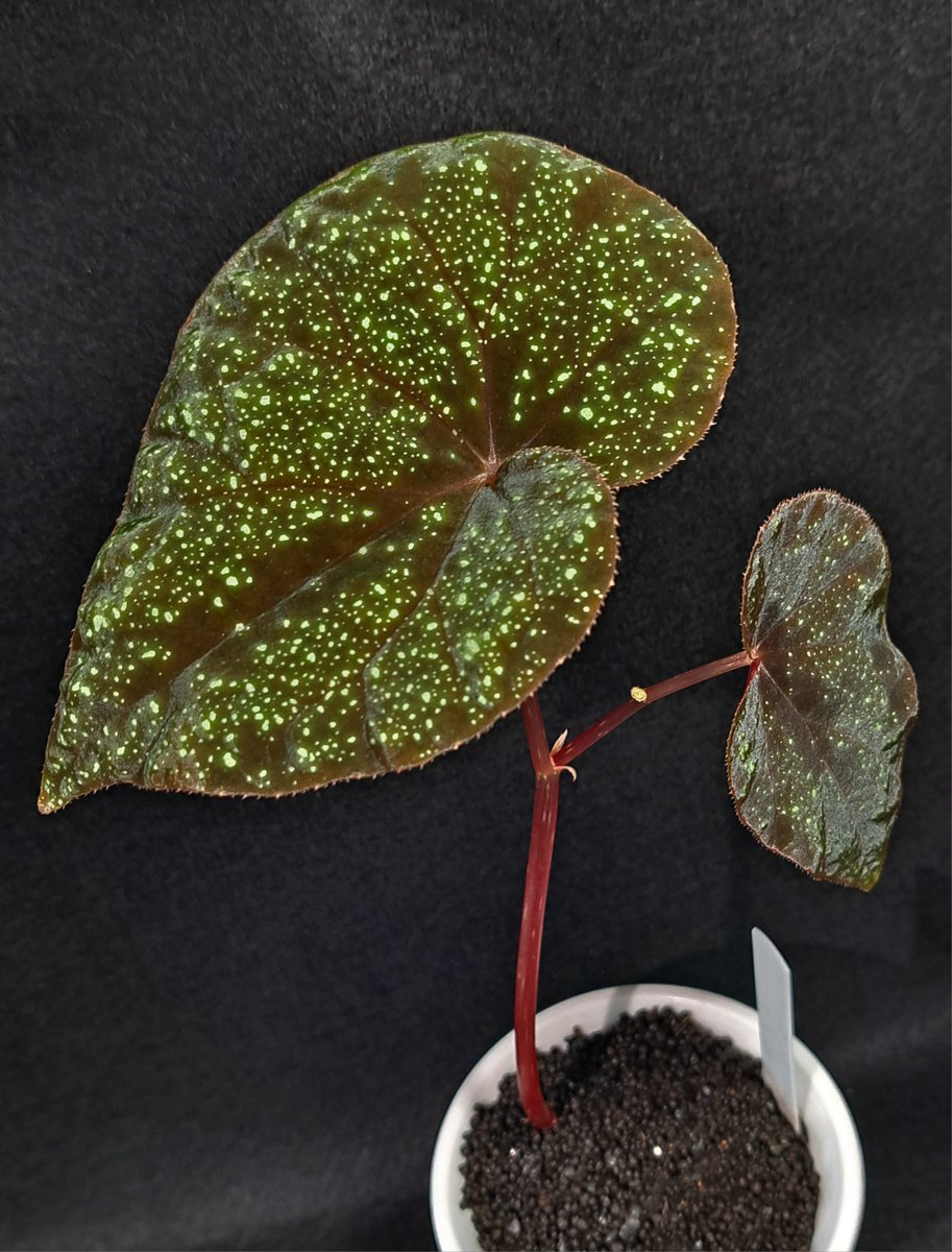 専用❣️超希少Begonia cf. curtisii 銀河ベゴニア 原種　増殖株 Begonia cf. curtisii (銀河ベゴニア) 俗称の通り銀河のような美しさの
