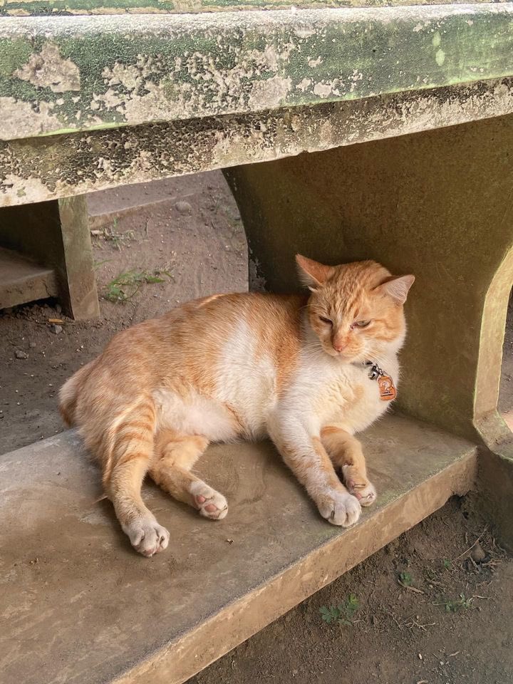 Welkambek twitter Nunuu 😎😎

Mari acungkan tangan buat yang kangen si gentong ini 🤚🏻🤚🏻