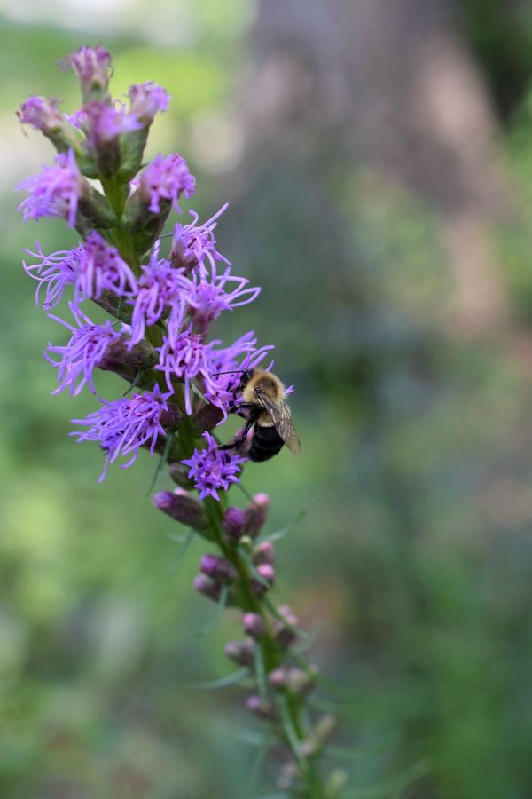 Georgia Native Plant Society tweet media