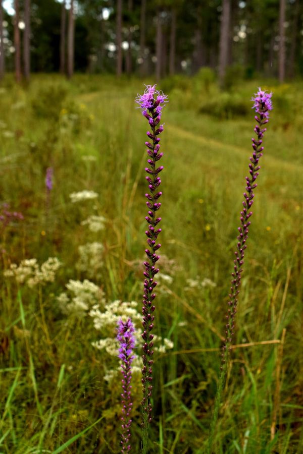 Georgia Native Plant Society tweet media