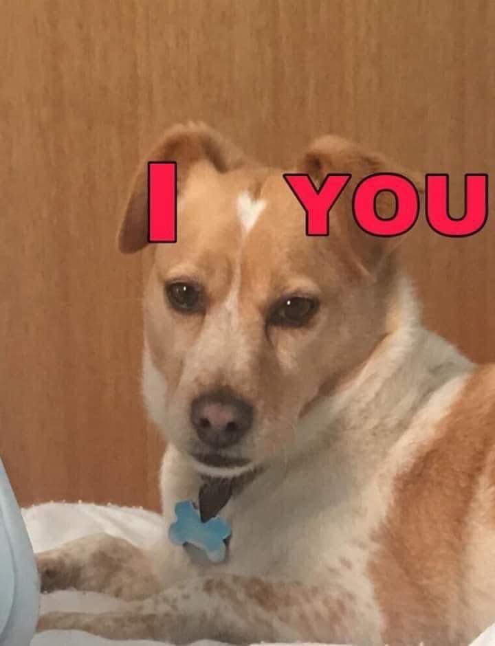 💖 (@twaniimals) on Twitter photo 