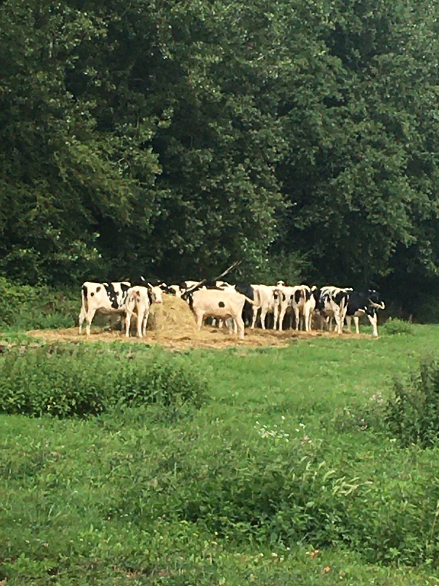 « Vachement » bien rangées!
